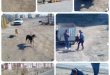 ۱۲۰۰ قلاده سگ بلاصاحب از سطح شهرجدیدهشتگرد توسط شهرداری زنده گیری شد
